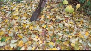 По полю, по чистому полю