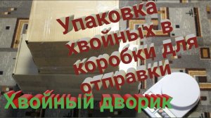Упаковка саженцев хвойных растений для отправки почтой из питомника "Хвойный дворик"