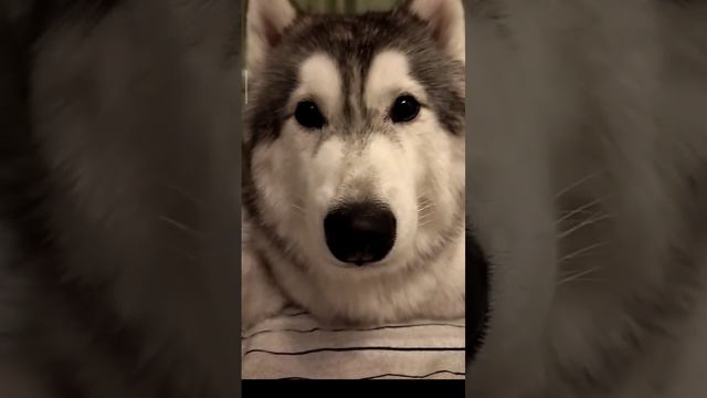 Хаски карие глазки!