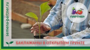 Баклажаны в открытом грунте