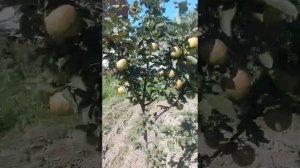 ЯБЛОНЯ ПОЗДНЕЗИМНЯЯ СОРТ ЭДЕРА (УКРАИНА) /// ИНТЕНСИВНЫЙ СОРТ