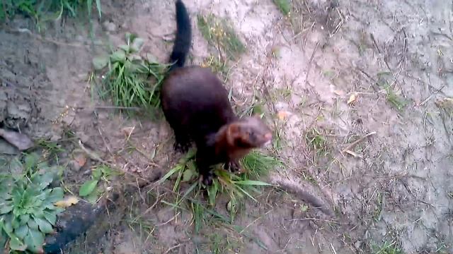 Смешное видео про животных: пара норок 04-10-2012 15:18:33 смотреть онлайн