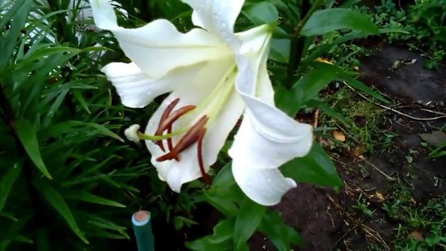 57.# 21ИЮЛЯ ПРОДОЛЖАЮТ ЦВЕСТИ РОЗЫ И ЛИЛЕЙНИКИ , НАЧАЛО ЦВЕТЕНИЯ НОВЫХ ЛИЛЕЙНИКОВ. смотреть онлайн