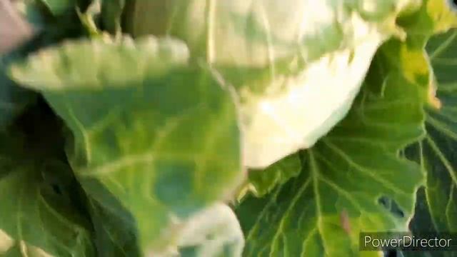 Жизнь на Урале, наш огород. смотреть онлайн