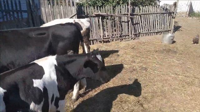 Вес быка в 12 месяцев!!!Сравниваем вес мерной лентой и на весах смотреть онлайн