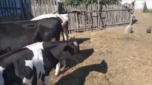 Вес быка в 12 месяцев!!!Сравниваем вес мерной лентой и на весах