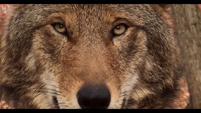 В США появились на свет MAЛЫШИ, которые стали событием глобального масштаба! смотреть онлайн