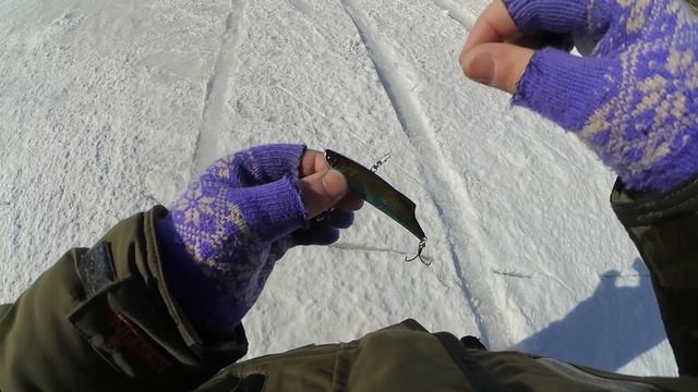 Новые приманки на судака, январский морозец в марте и поиски "клыкастого" на Обском водохранилище смотреть онлайн