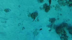 Риф отеля Faraana Reef Resort  (Шарм-эль-Шейх). Ныряние к скату.