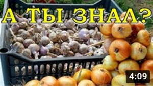 КАК и КОГДА правильно убирать ЧЕСНОК?