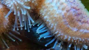 Морская звезда охотится.