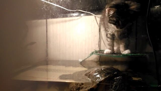 Кот в аквариуме смотреть онлайн