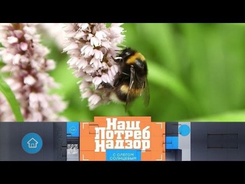 Съедобные дикие травы и способы избавиться от домашних насекомых ("НашПотребНадзор" 21.06.2020)