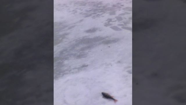 Рыбалка Тагил .Наглая чайка. смотреть онлайн