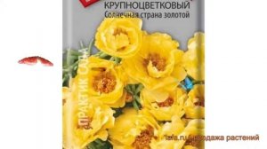 Портулак крупноцветковый Солнечная страна золотой ? обзор: как сажать, семена портулака