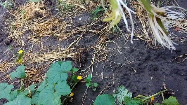 Черенки огурца и помидора размножение Обзор смотреть онлайн