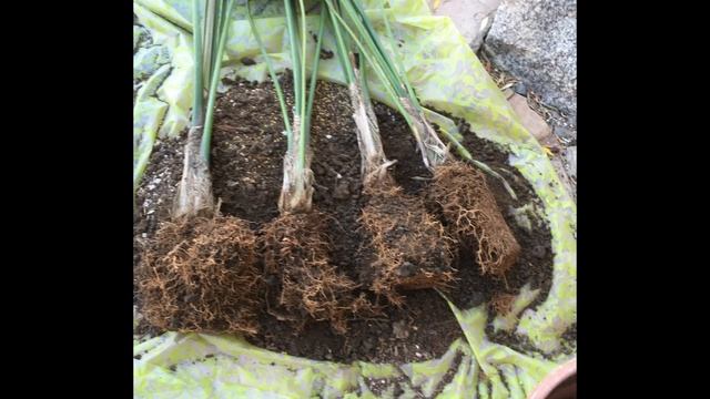 How to divide and repot Kentia palms смотреть онлайн