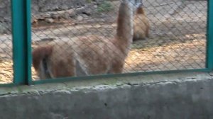 По ту сторону вальера Гуанако