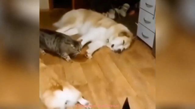 Канал Смешные животные. Смотрите и наслаждайтесь. смотреть онлайн