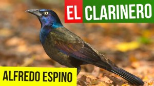 EL CLARINERO ALFREDO ESPINO ?? | Jícaras Tristes Pájaros de Leyenda ? | Alfredo Espino Poemas