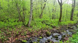 Шум дождя в весеннем лесу, пение птиц и журчание ручья