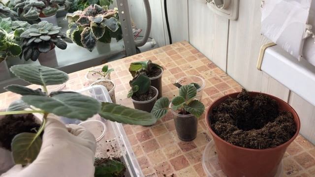 Укоренённый лист Глоксинии засох, что делать
