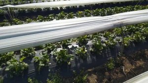 клубника с земляничным вкусом , самая сладкая и ароматная сорт ,,Кембридж,,