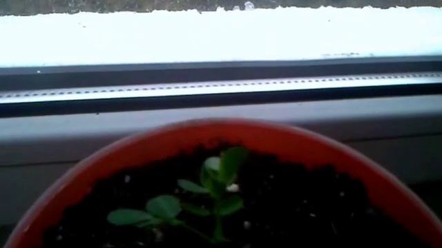 Зима возвращается. Арахис растет на подоконнике.Апрель 2018. смотреть онлайн