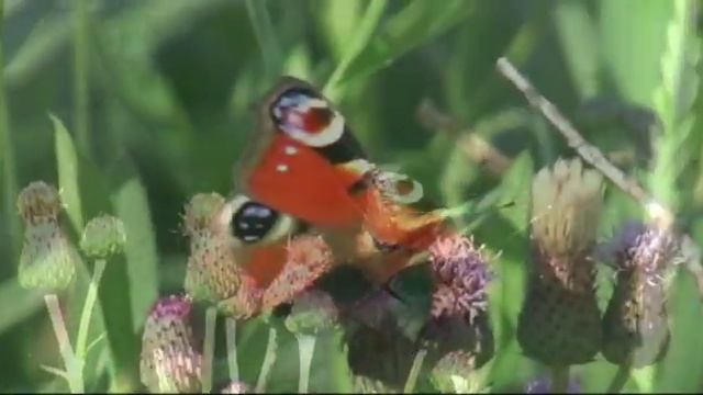 Бабочка павлиний глаз Butterfly peacock eye смотреть онлайн