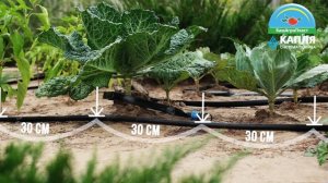 Система капельного полива "КАПЛЯ" от БашАгроПласт