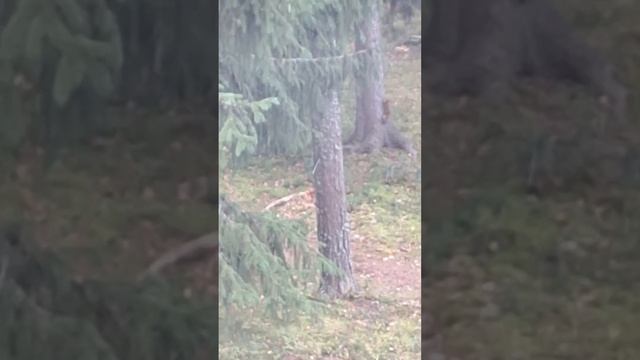 Дикие животные рядом с домом. Снято из окна. смотреть онлайн