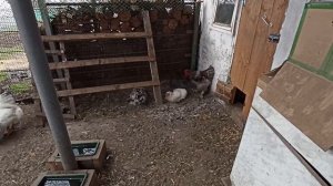ОТКУДА ДРОВИШКИ? ЛЮБИМЫЙ ВАСИЛЕК ПУСТЬ ПОЗЖЕ?? ПЕРВАЯ ПРОГУЛКА КУРЕХ ???