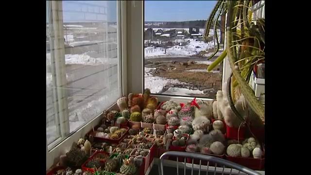 Кактусы в домашних условиях
