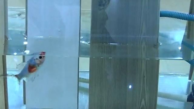 Водостойкий ламинат смотреть онлайн