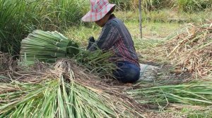 Сбор лемонграсса. Ручной труд.