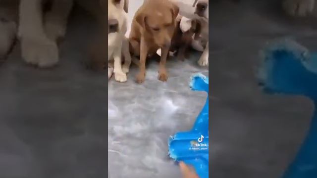 А ну-ка признайтесь! Кто это сделал? смотреть онлайн