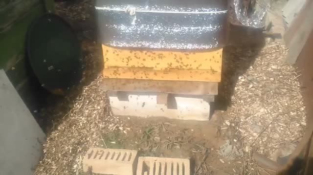 Среднерусские пчёлы на старте!