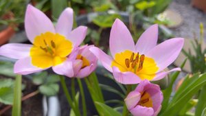Tulip Bakerii Lilac Wonder Review | Spring Blooms |