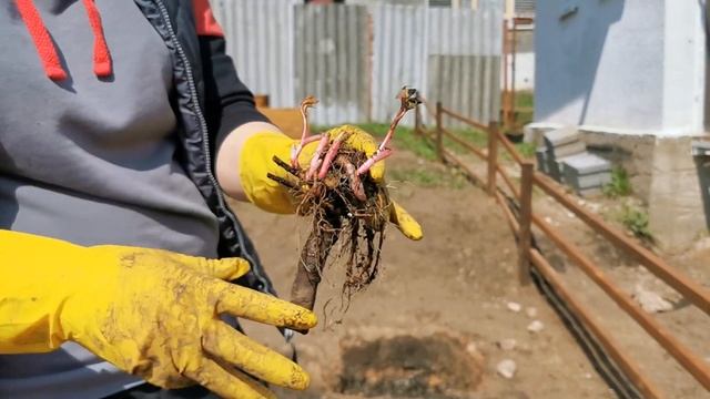 Пионы: посадка весной. смотреть онлайн