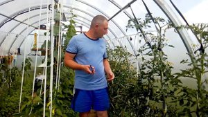 Обеззараживание садового инструмента или способы борьбы с фитофторой!!