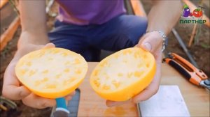 ЖЕЛТЫЙ ТОМАТ С ПОТРЯСАЮЩИМ ВКУСОМ ЖЕЛТАЯ ИМПЕРИЯ F1