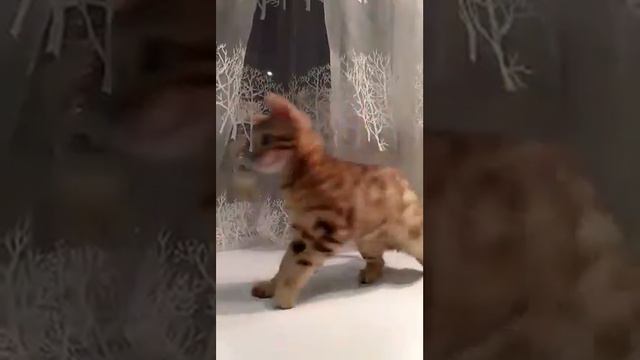 Бенгальские котята Анакторон смотреть онлайн