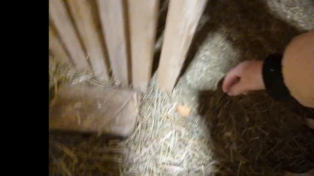 Зимнее кормление| Зимний овощной десерт для коз.