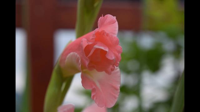 【Piano Cover】【ピアノ ソロ】「メロディー」玉置浩二