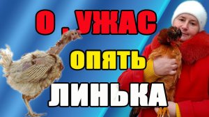 О ужас, опять начинается ЛИНЬКА у кур. Что делать?