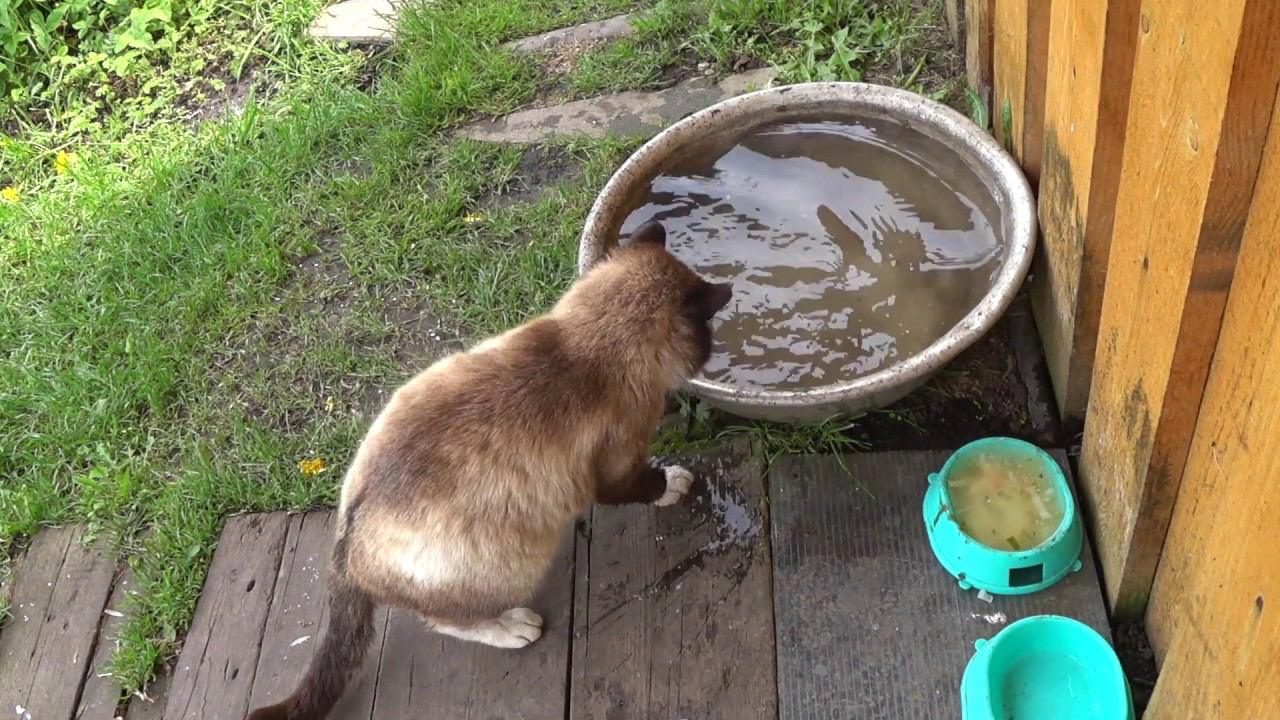 Котик ловит рыбу