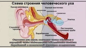 Особенности строения уха человека