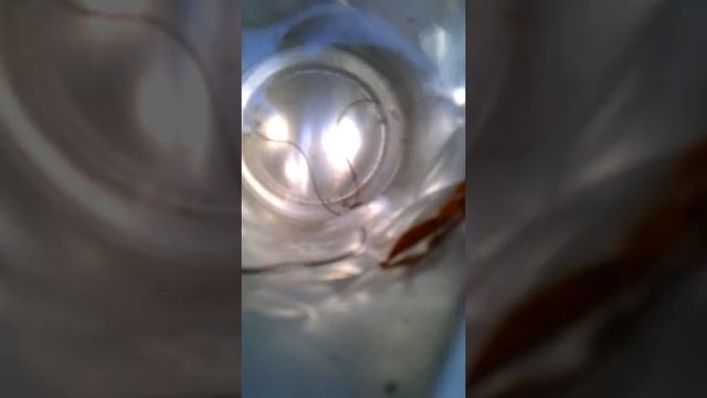 Поймал поразита по на званию конский волос смотреть онлайн