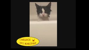 Резкие коты! После кадра на 02:45 кот, видимо, помер от разрыва сердца? Смешное про животных ??