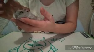 Лечим хомяка ?